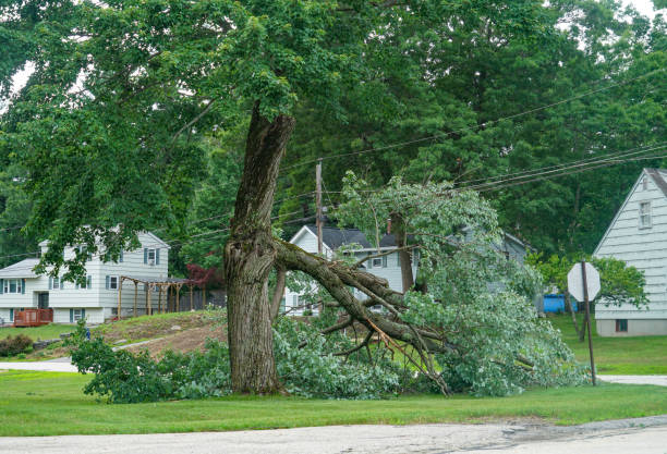 Best Residential Tree Removal  in Tara Hills, CA